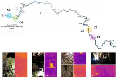 Polyhydroxybutyrate-producing cyanobacteria from lampenflora: The case study of the “Stiffe” caves in Italy